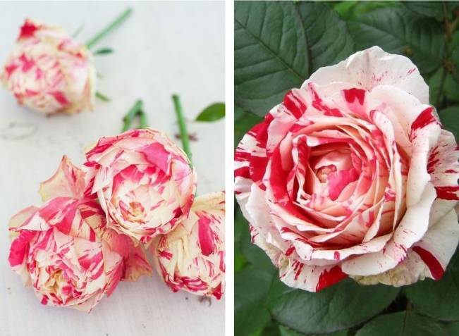 Peppermint Roses - Striped Roses