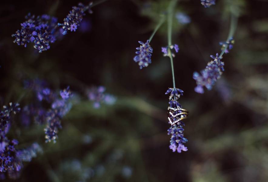 Styled Shoot: Lavender Bloom 265