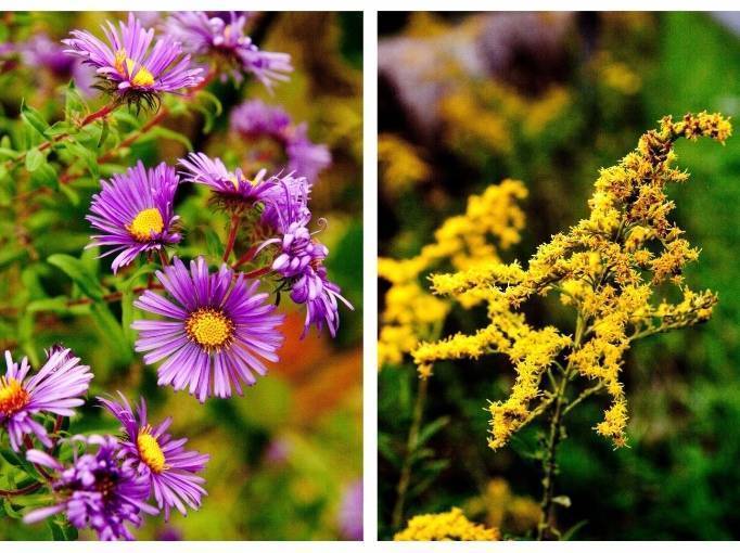 asters and goldenrod