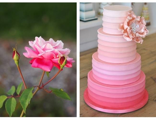 rose pink ombre cake