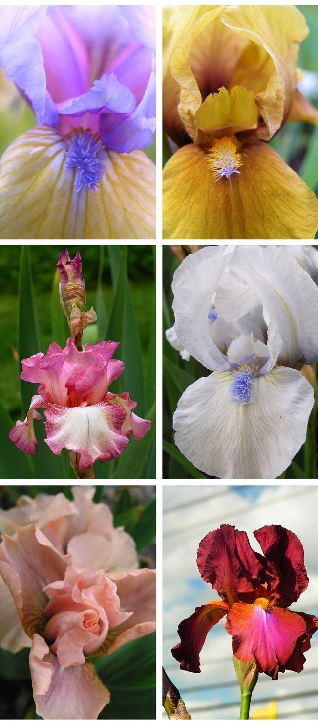 iris varieties from Presby Iris Gardens