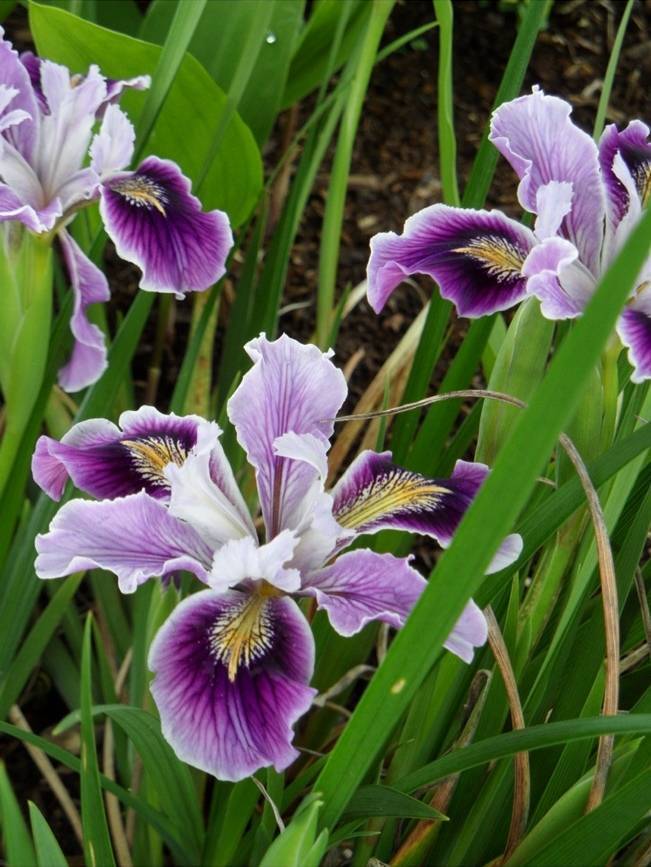 mini iris