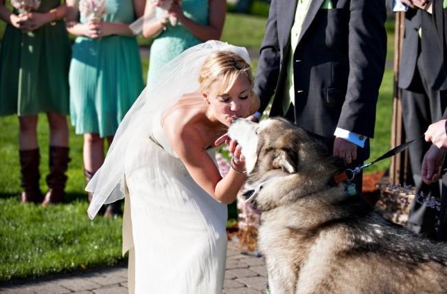 bride kissing dog