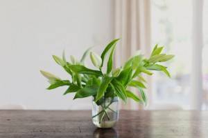 simple house plants for weddings