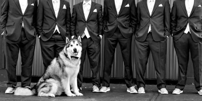 groomsmen with "best dog" malamute