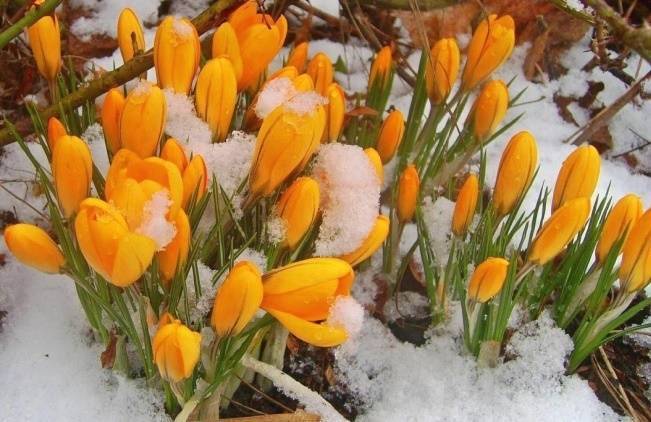 orange crocus