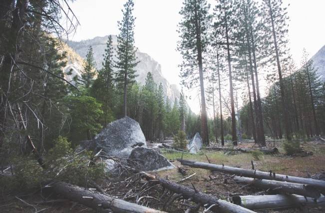 Rustic Sequoia National Park Wedding at {Carly Short Photography} 25