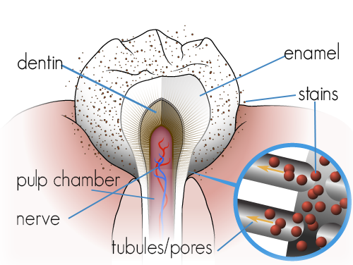 tooth-structure2