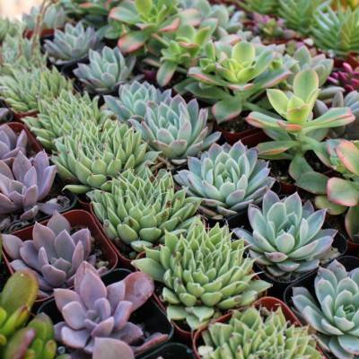 The Succulent Source 78