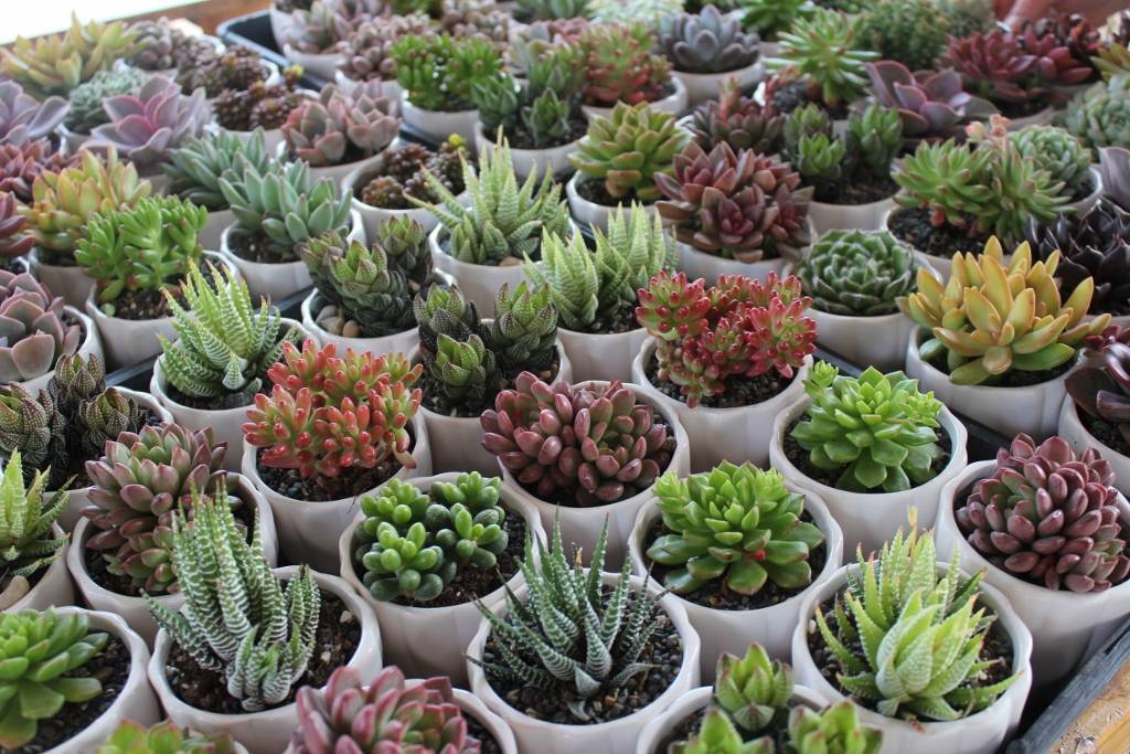 How To Lose Useful Reference On Succulents For Sale Online In Eight Days