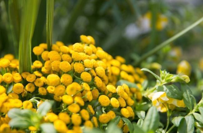 Yellow and Grey Prairie Wedding in Alberta, Canada 6