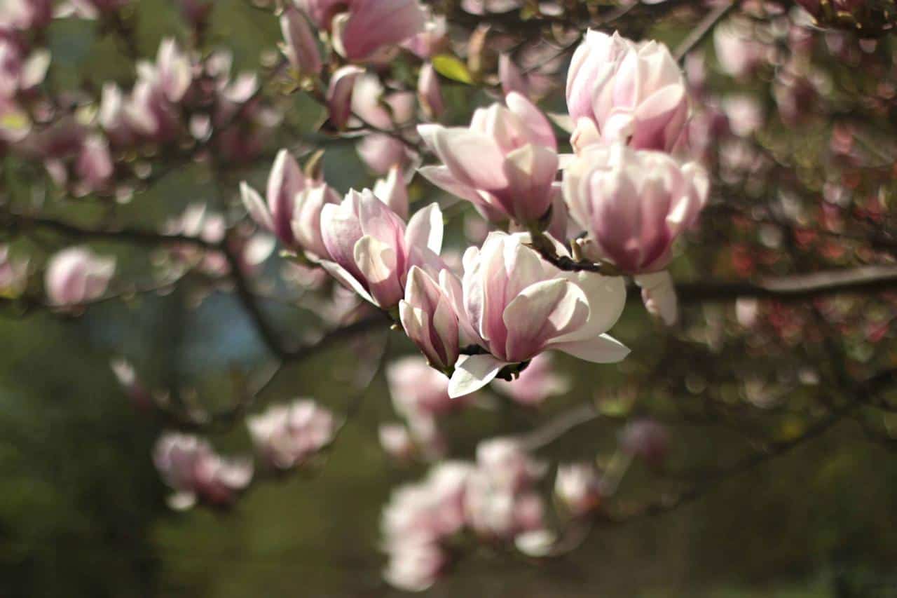 Shallow Focus Photography of Pink Flowers