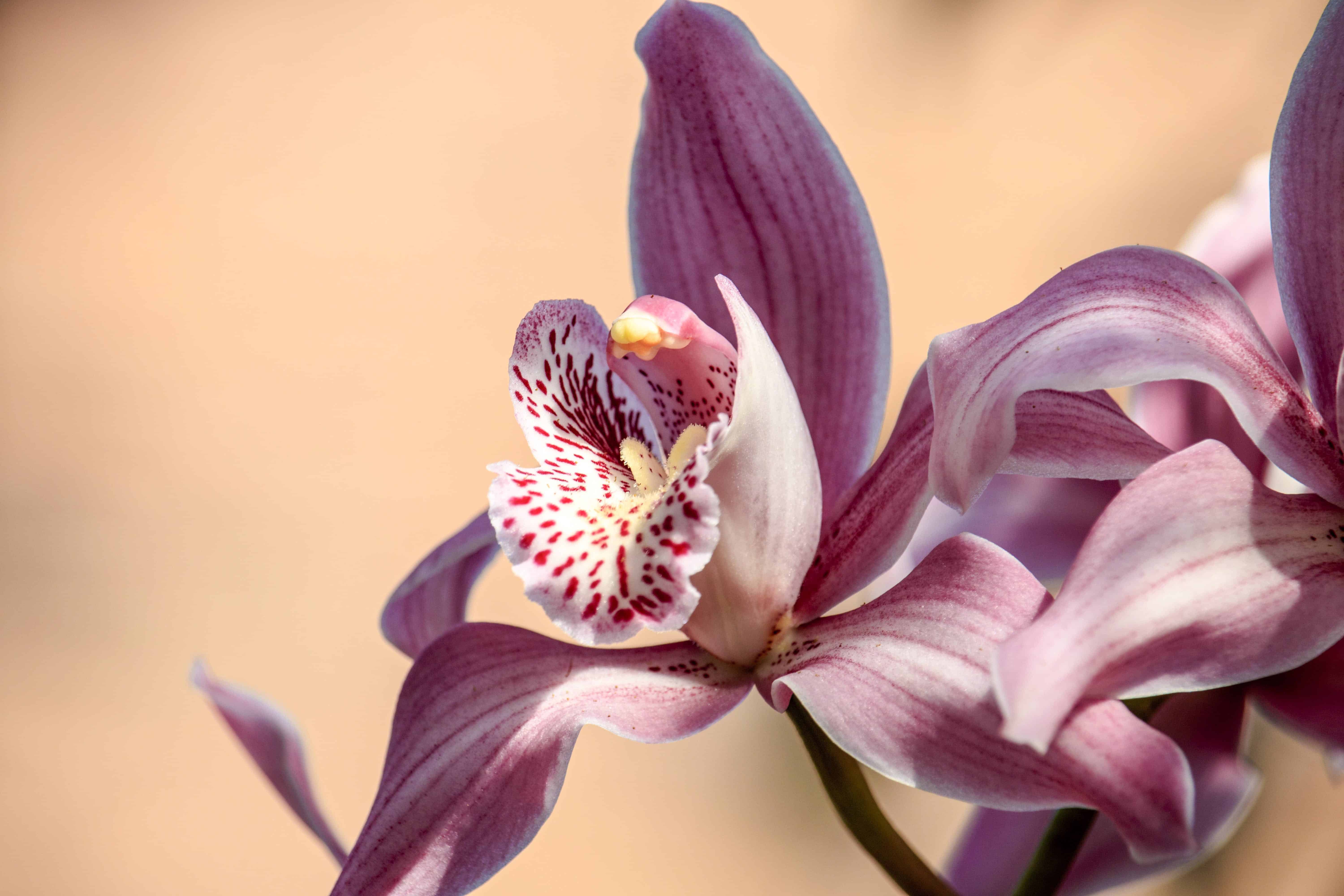 Free Pink Petaled Flower Stock Photo