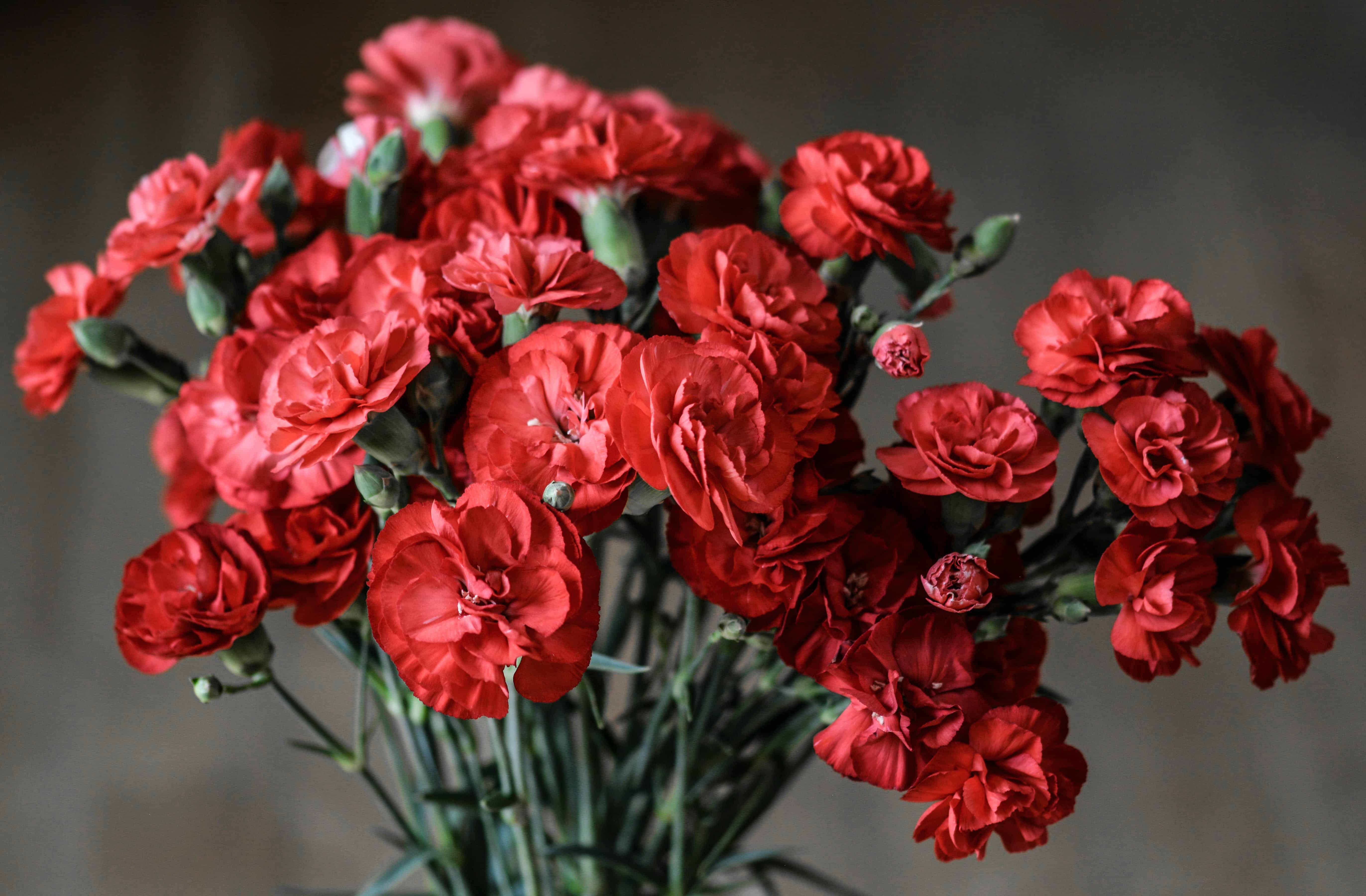 Free Red Petaled Flowers Stock Photo