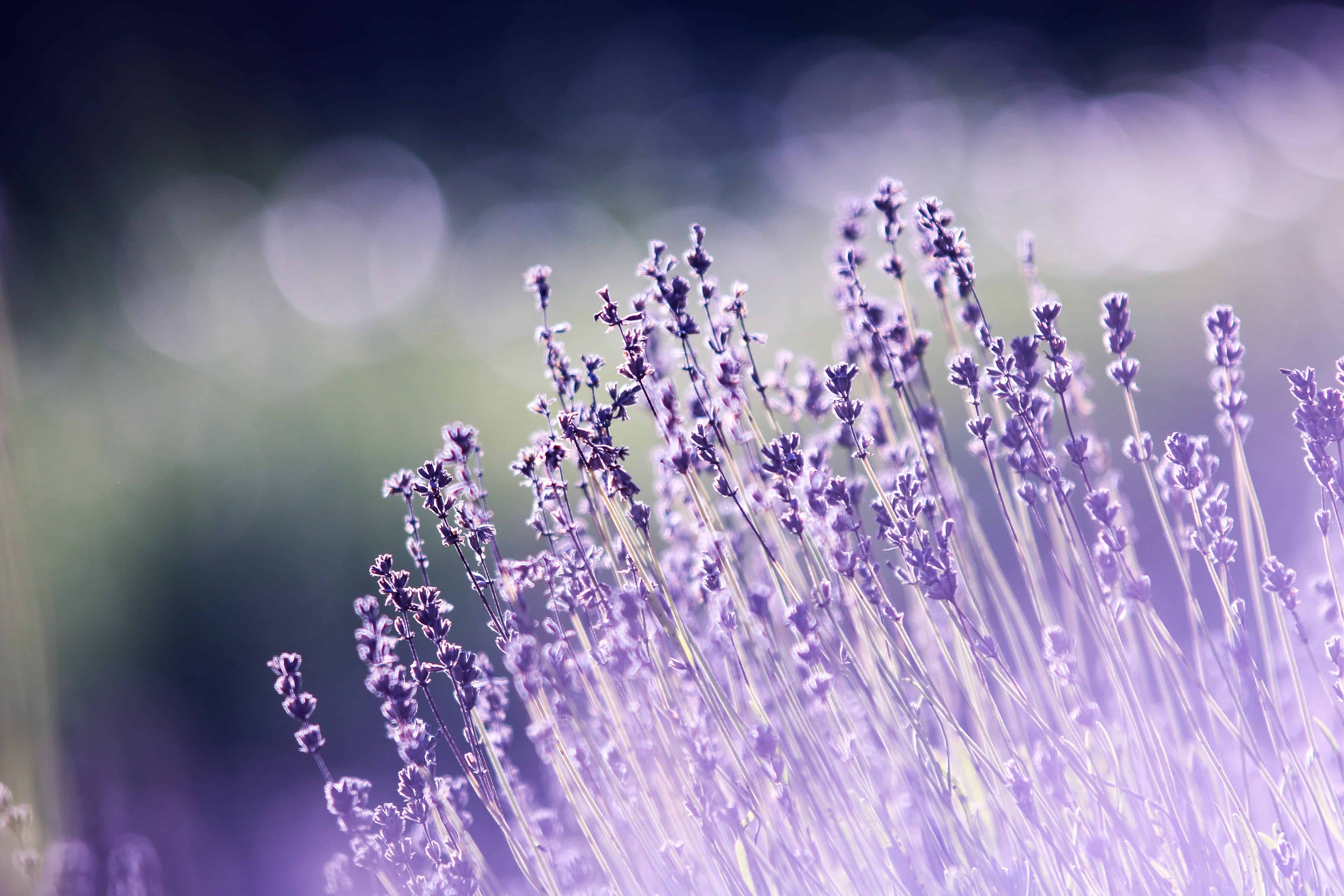 Free Shallow Focus Photography of Lavenders Stock Photo