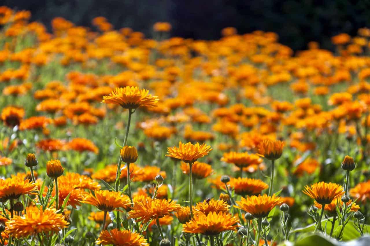 Orange Flowers in Tilt Shift Lens