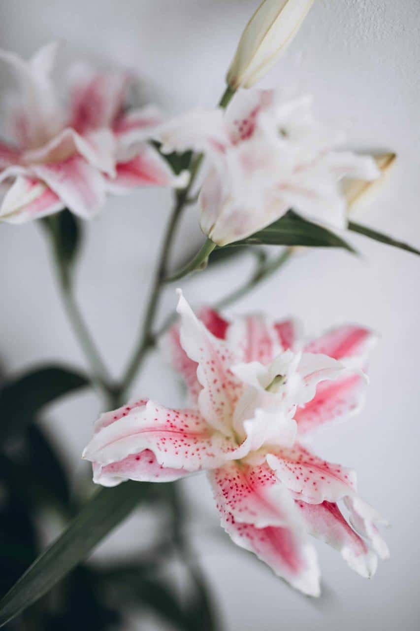 White and Pink Flower in Tilt Shift Lens