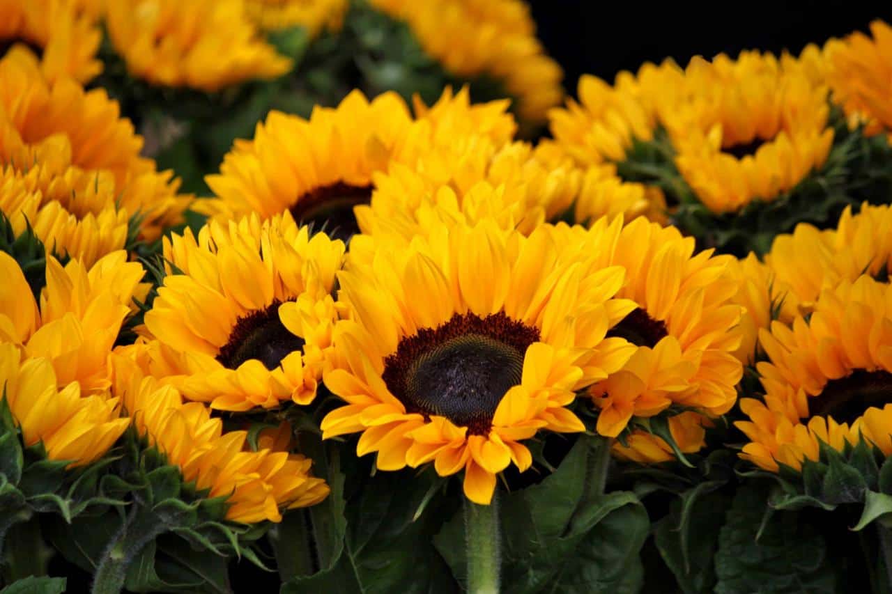 Yellow Sunflowers