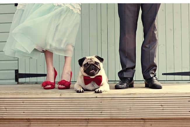 bride and groom with pug in a bowtie