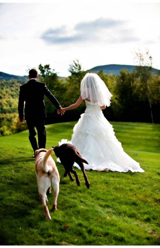 bride and groom with labrador retrievers